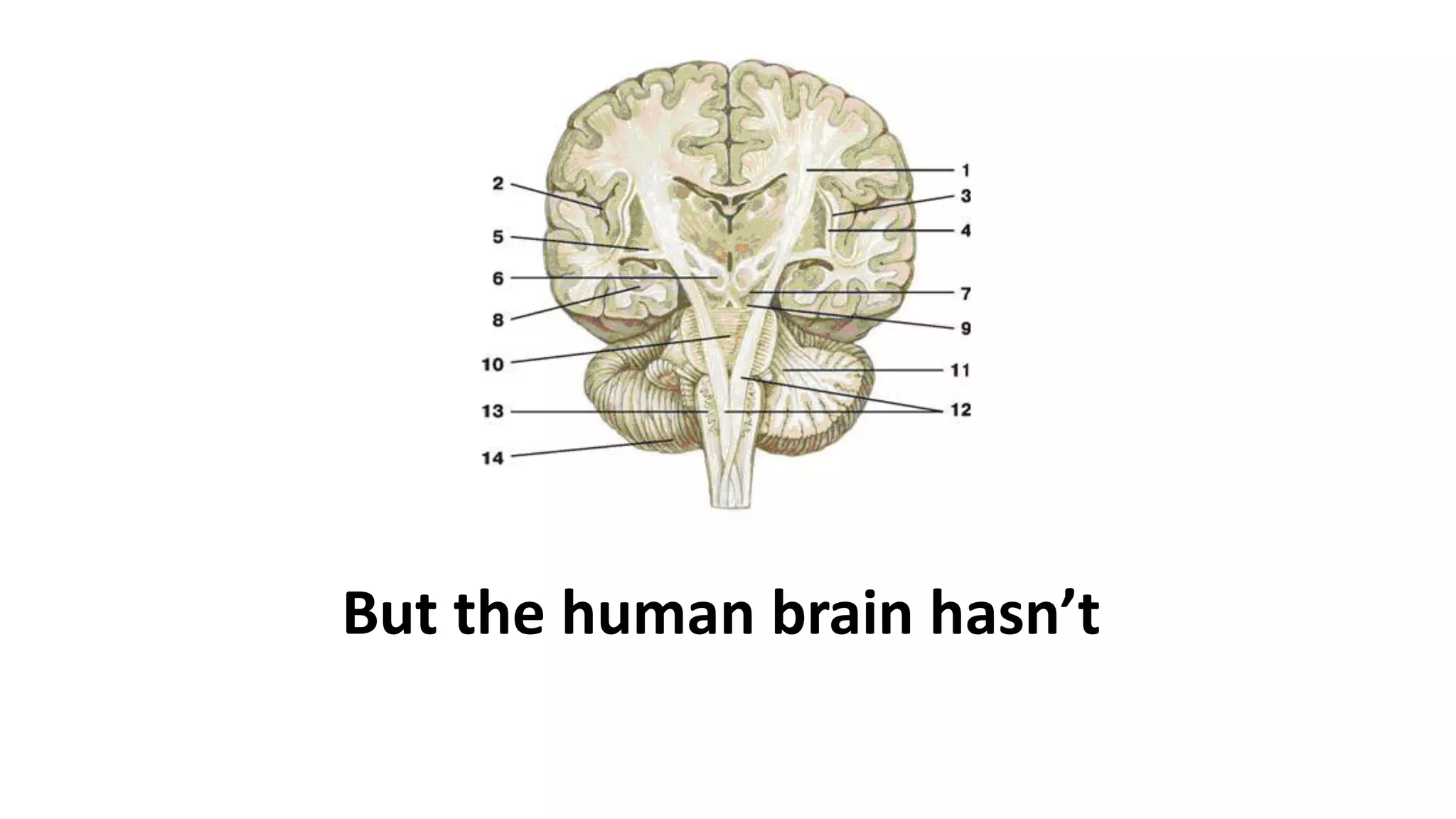 But the human brain hasn’t
 