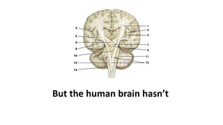 But the human brain hasn’t
 
