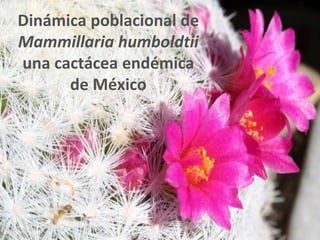 Dinámica poblacional de
Mammillaria humboldtii
una cactácea endémica
de México
 