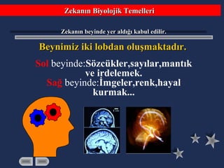 Zekanın Biyolojik TemelleriZekanın Biyolojik Temelleri
Zekanın beyinde yer aldığı kabul edilir.Zekanın beyinde yer aldığı kabul edilir.
Beynimiz iki lobdan oluşmaktadır.Beynimiz iki lobdan oluşmaktadır.
Sol beyinde:Sözcükler,sayılar,mantık
ve irdelemek.
Sağ beyinde:İmgeler,renk,hayal
kurmak...
 