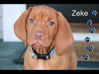 Zeke
 