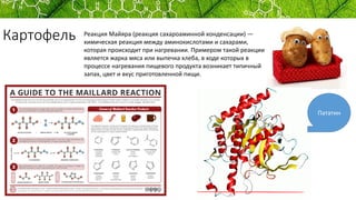 Картофель
Пататин
Реакция Майяра (реакция сахароаминной конденсации) —
химическая реакция между аминокислотами и сахарами,
которая происходит при нагревании. Примером такой реакции
является жарка мяса или выпечка хлеба, в ходе которых в
процессе нагревания пищевого продукта возникает типичный
запах, цвет и вкус приготовленной пищи.
 