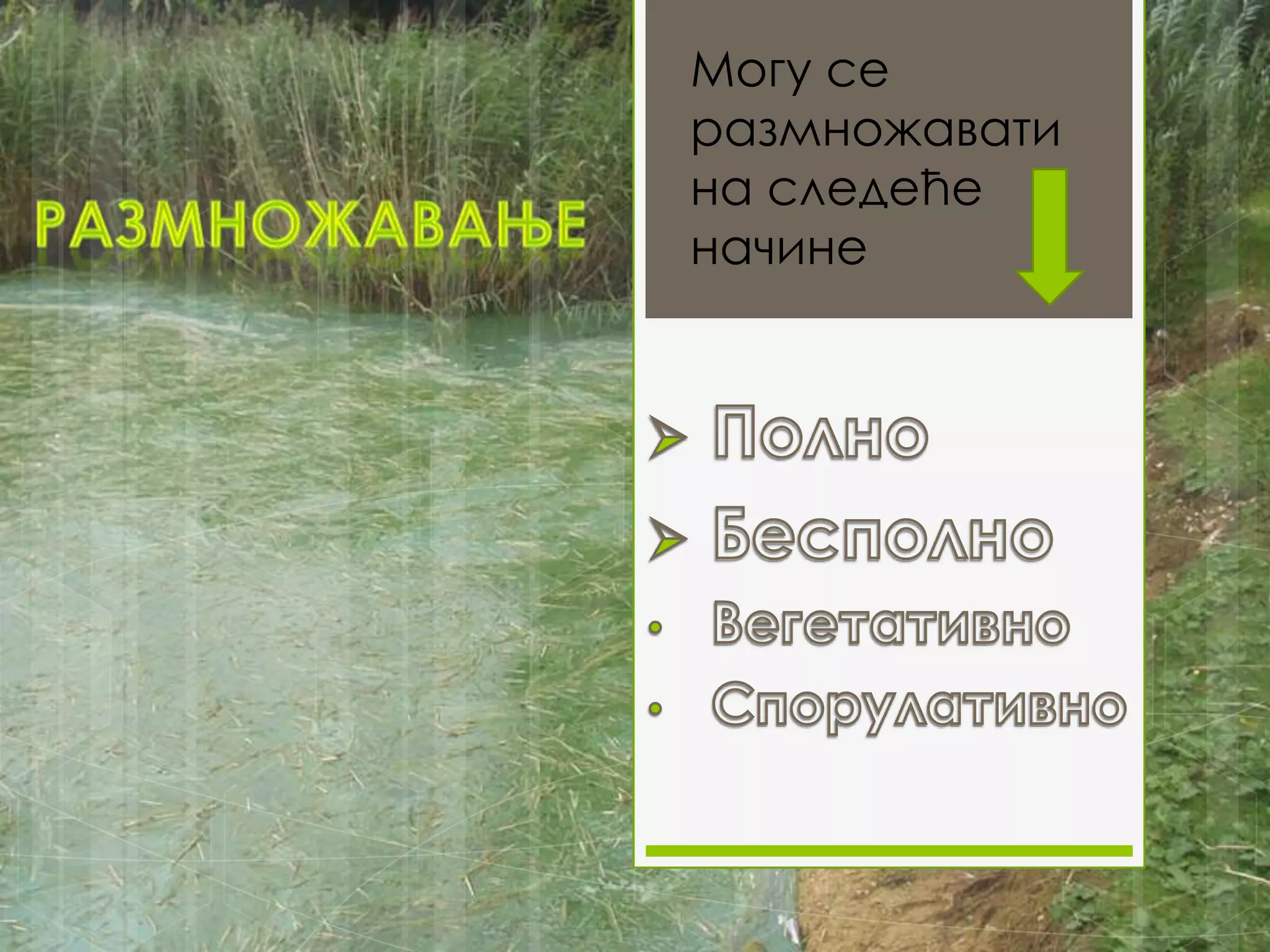 Могу се
размножавати
на следеће
начине
 