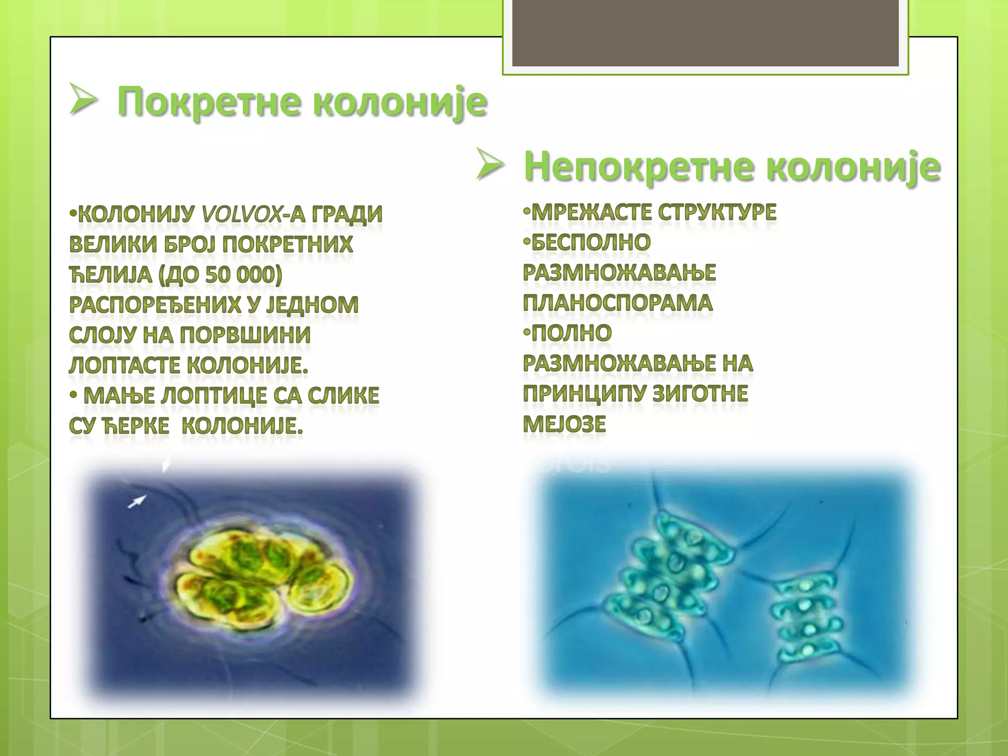  Покретне колоније
                   Непокретне колоније
 