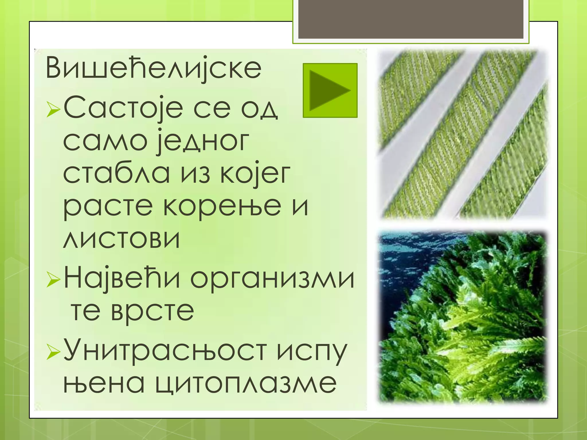 Вишећелијске
Састоје се од
 само једног
 стабла из којег
 расте корење и
 листови
Највећи организми
 те врсте
Унитрасњост испу
 њена цитоплазме
 
