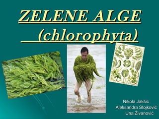 ZELENE ALGE   (chlorophyta) ,[object Object],[object Object],[object Object]