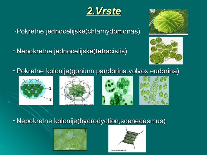 Zelene alge