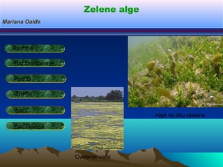 Zelene alge
Osobine
Značaj
PodelaPodela
Mariana Oalđe
Cvetanje vode
Alge na dnu okeana
RazmnožavanjeRazmnožavanje
Slike
Zanimljivosti
 