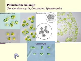 Palmeloidne kolonije
(Pseudosphaerocystis, Coccomyxa, Sphaerocystis)
Coccomyxa
 