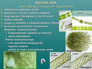 Končasti oblikKončasti oblik
(Ulotrix, Spirogyra, Oedogonium, Stigeoclonium)(Ulotrix, Spirogyra, Oedogonium, Stigeoclonium)
 cilindrične haploidne ćelijecilindrične haploidne ćelije
 plivajuća u mirnim slatkim vodamaplivajuća u mirnim slatkim vodama
 dugi spiralni hloroplast (1 do 16 kom)dugi spiralni hloroplast (1 do 16 kom)
 velika vakuolavelika vakuola
 jezgra u središtu s citoplazmatskim nitimajezgra u središtu s citoplazmatskim nitima
 pirenoidi na pravilnim razmacimapirenoidi na pravilnim razmacima
Bespolno razmnožavanje:Bespolno razmnožavanje:
– fragmentacija (podela na delove)fragmentacija (podela na delove)
– nema planosporanema planospora
Polno razmnožavanje:Polno razmnožavanje:
– vrlo specificna konjugacijavrlo specificna konjugacija
– zigotna mejozazigotna mejoza
– potiče je niska koncentracija azotapotiče je niska koncentracija azota
SpirogyraUlotrix
Stigeoclonium
 
