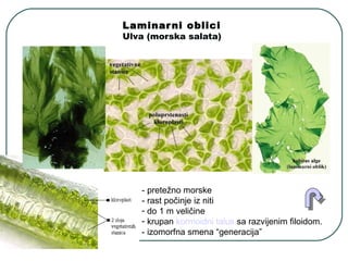 Laminarni oblici
Ulva (morska salata)
- pretežno morske
- rast počinje iz niti
- do 1 m veličine
- krupan kormoidni talus sa razvijenim filoidom.
- izomorfna smena “generacija”
 