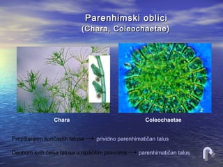 Parenhimski obliciParenhimski oblici
(Chara, Coleochaetae)(Chara, Coleochaetae)
ColeochaetaeChara
Preplitanjem končastih talusa → prividno parenhimatičan talus.
Deobom svih ćelija talusa u različitim pravcima → parenhimatičan talus.
 