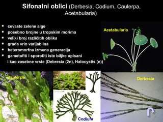Sifonalni obliciSifonalni oblici (Derbesia, Codium, Caulerpa,(Derbesia, Codium, Caulerpa,
Acetabularia)Acetabularia)
 cevaste zelene algecevaste zelene alge
 posebno brojne u tropskim morimaposebno brojne u tropskim morima
 veliki broj različitih oblikaveliki broj različitih oblika
 građa vrlo varijabilnagrađa vrlo varijabilna
 heteromorfna izmena generacijaheteromorfna izmena generacija
 gametofiti i sporofiti iste biljke opisanigametofiti i sporofiti iste biljke opisani
i kao zasebne vrste (Debresia (2n), Halocystis (n))i kao zasebne vrste (Debresia (2n), Halocystis (n))
Acetabularia
Derbesia
Codium
Caulerpa
 