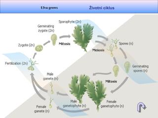 Životni ciklusUlva grows
 