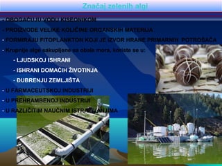 Značaj zelenih algi
- OBOGAĆUJU VODU KISEONIKOM
- PROIZVODE VELIKE KOLIČINE ORGANSKIH MATERIJA
- FORMIRAJU FITOPLANKTON KOJI JE IZVOR HRANE PRIMARNIH POTROŠAČA
- Krupnije alge sakupljene sa obala mora, koriste se u:
- LJUDSKOJ ISHRANI
- ISHRANI DOMAĆIH ŽIVOTINJA
- ĐUBRENJU ZEMLJIŠTA
- U FARMACEUTSKOJ INDUSTRIJI
- U PREHRAMBENOJ INDUSTRIJI
- U RAZLIČITIM NAUČNIM ISTRAŽIVANJIMA
 
