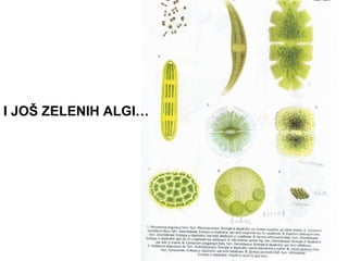 I JOŠ ZELENIH ALGI…
 