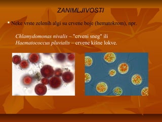  Neke vrste zelenih algi su crvene boje (hematokrom), npr.
Chlamydomonas nivalis – "crveni sneg" ili
Haematococcus pluvialis – crvene kišne lokve.
ZANIMLJIVOSTI
 