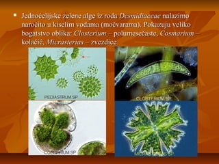  Jednoćelijske zelene alge iz rodaJednoćelijske zelene alge iz roda DesmidiaceaeDesmidiaceae nalazimonalazimo
naročito u kiselim vodama (močvarama). Pokazuju velikonaročito u kiselim vodama (močvarama). Pokazuju veliko
bogatstvo oblika:bogatstvo oblika: Closterium –Closterium – polumesečaste,polumesečaste, Cosmarium –Cosmarium –
kolačić,kolačić, Micrasterias –Micrasterias – zvezdicezvezdice
 