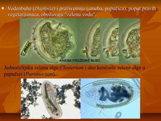  Vodenbuhe (Vodenbuhe (DaphniaDaphnia) i praživotinje (ameba, papučica), poput pravih) i praživotinje (ameba, papučica), poput pravih
vegetarijanaca, obožavaju "zelenu vodu".vegetarijanaca, obožavaju "zelenu vodu".
Jednoćelijska zelena alga Closterium i deo končaste zelene alge u
papučici (Paramecium).
 
