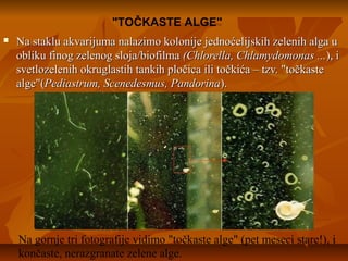  Na staklu akvarijuma nalazimo kolonije jednoćelijskih zelenih alga uNa staklu akvarijuma nalazimo kolonije jednoćelijskih zelenih alga u
obliku finog zelenog sloja/biofilmaobliku finog zelenog sloja/biofilma (Chlorella, Chlamydomonas ...(Chlorella, Chlamydomonas ...), i), i
svetlozelenih okruglastih tankih pločica ili točkića – tzv. "točkastesvetlozelenih okruglastih tankih pločica ili točkića – tzv. "točkaste
alge"(alge"(Pediastrum, Scenedesmus, PandorinaPediastrum, Scenedesmus, Pandorina).).
"TOČKASTE ALGE"
Na gornje tri fotografije vidimo "točkaste alge" (pet meseci stare!), i
končaste, nerazgranate zelene alge.
 