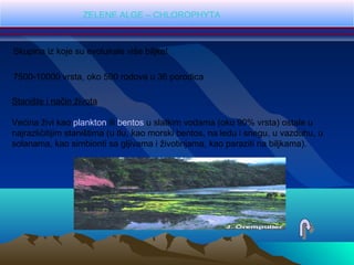 ZELENE ALGE – CHLOROPHYTA
Skupina iz koje su evoluirale više biljke!
7500-10000 vrsta, oko 500 rodova u 36 porodica
Stanište i način života
Većina živi kao plankton ili bentos u slatkim vodama (oko 90% vrsta) ostale u
najrazličitijim staništima (u tlu, kao morski bentos, na ledu i snegu, u vazduhu, u
solanama, kao simbionti sa gljivama i životinjama, kao paraziti na biljkama).
 