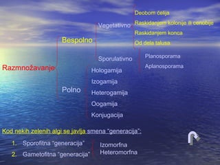 Razmnožavanje
Bespolno
Polno
Vegetativno
Sporulativno
Hologamija
Izogamija
Heterogamija
Oogamija
Konjugacija
Planosporama
Aplanosporama
Kod nekih zelenih algi se javlja smena “generacija”:
1. Sporofitna “generacija”
2. Gametofitna “generacija”
Izomorfna
Heteromorfna
Deobom ćelija
Raskidanjem kolonije ili cenobije
Raskidanjem konca
Od dela talusa
 