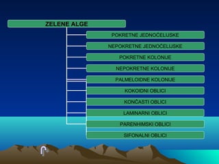 ZELENE ALGE
POKRETNE JEDNOĆELIJSKE
NEPOKRETNE JEDNOĆELIJSKE
POKRETNE KOLONIJE
NEPOKRETNE KOLONIJE
PALMELOIDNE KOLONIJE
KOKOIDNI OBLICI
KONČASTI OBLICI
LAMINARNI OBLICI
PARENHIMSKI OBLICI
SIFONALNI OBLICI
 