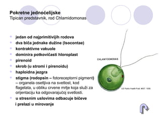 Pokretne jednoćelijske
Tipican predstavnik, rod Chlamidomonas
 jedan od najprimitivijih rodova
 dva biča jednake dužine (Isocontae)
 kontraktivne vakuole
 dominira potkovičasti hloroplast
 pirenoid
 skrob (u stromi i pirenoidu)
 haploidna jezgra
 stigma (rodopsin – fotoreceptorni pigment)
– organela osetljiva na svetlost, kod
flagelata, u obliku crvene mrlje koja služi za
orijentaciju ka odgovarajućoj svetlosti.
 u stresnim uslovima odbacuje bičeve
i prelazi u mirovanje
 