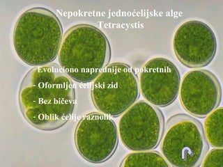 - Evoluciono naprednije od pokretnih
- Oformljen ćelijski zid
- Bez bičeva
- Oblik ćelije raznolik
Nepokretne jednoćelijske alge
Tetracystis
 