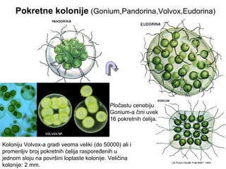 Pokretne kolonije (Gonium,Pandorina,Volvox,Eudorina)
Koloniju Volvox-a gradi veoma veliki (do 50000) ali i
promenljiv broj pokretnih ćelija raspoređenih u
jednom sloju na površini loptaste kolonije. Veličina
kolonije: 2 mm.
Pločastu cenobiju
Gonium-a čini uvek
16 pokretnih ćelija.
 