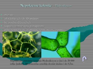 Nepokretne kolonijeNepokretne kolonije - Hydrodictyon- Hydrodictyon
• mrežastemrežaste
• od nekoliko ćelija do 3D strukturaod nekoliko ćelija do 3D struktura
• bez posebne diferencijacijebez posebne diferencijacije
• bespolno razmnožavanje planosporamabespolno razmnožavanje planosporama
• polno razmnožavanje na principu zigotne mejoze, izogamijapolno razmnožavanje na principu zigotne mejoze, izogamija
Nepokretnu, mrežastu cenobiju Hydrodictyon-a čini i do 20 000
ćelija (jedinki). Monomorfna cenobija dostiže dužinu i do 0,5m.
 