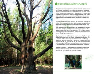 Многоствольный старый дуб
Сохранение старовозрастных деревьев имеет не только экологическое, но и важное культурно-историческое значение.
Деревья-патриархи связаны с историческими лицами, событиями, народными преданиями и традициями. На территории
Крюковского лесопарка немало старых деревьев (лип, елей,
сосен и дубов), отличающихся высокой декоративностью и
нуждающихся в охране как ценные дендрологические объекты.
Дубняков в Зеленограде немного. Но среди них особо выделяется многоствольный старый дуб, произрастающий вблизи
северной границы Зеленограда. Возраст дуба – более 200
лет.
Дуб находится на месте бывшего так называемого гречишного поля, которое располагалось к западу от деревни Матушкино. Местные жители вспоминают, что этот дуб подчеркивал красоту цветущей гречихи, невольно напоминая слова
песни «Среди долины ровныя».
Дуб представляет собой один многоствольный дуб или три
самостоятельных дуба на общем основании. Возможно, это
– поросль от бывшего когда-то на этом месте пня. Северный ствол крупнее остальных и достигает в диаметре 94 см,
восточный – 88 см, южный – 77 см. На всех стволах имеются
небольшие дупла. Общая крона дуба равномерная, широкая
и раскидистая. В высоту дерево достигает более 25 метров.
Дерево относится к природным достопримечательностям
города в связи с исключительной декоративностью и уникальностью - это самый крупный дуб города.

16

 