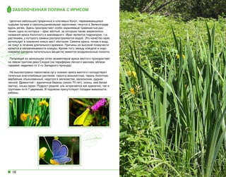 Заболоченная поляна с ирисом
Цепочки небольших приречных и ключевых болот, перемежающихся
сырыми лугами и сероольшаниковыми зарослями, тянутся в Зеленограде  
вдоль речек. Здесь произрастают особо охраняемые травянистые растения, одно из которых – ирис жёлтый, за которым также закрепилось
названия ириса болотного и аировидного. Ирис является гидрохором, т.е.
растением, у которого семена распространяются водой. Это качество ирис
использует в освоении новых мест обитания. Семена ириса, попав в воду,
не тонут в течение длительного времени. Причины их высокой плавучести
кроются в несмачиваемости кожуры. Кроме того, между кожурой и эндоспермом (запасом питательных веществ) имеются воздухоносные полости.
Популяция из нескольких сотен экземпляров ириса желтого произрастает
на левом притоке реки Сходня (на периферии лесного массива, вблизи
гаражей, недалеко от 2-го Западного проезда).
На высокотравно-таволговом лугу помимо ириса желтого господствуют
типичные влаголюбивые растения: таволга вязолистная, герань болотная,
вербейник обыкновенный, недотрога железистая, василисник, дудник
лесной. Древостой – единичные березы (около 70 лет), осины, ива белая
(ветла), ольха серая. Подрост редкий: ель встречается как единично, так и
группами по 6-7 деревьев. В подлеске присутствуют посадки жимолости,
рябины.

18

 