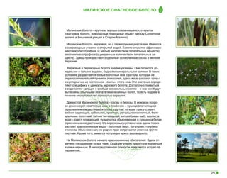 Малинское сфагновое болото

Малинское болото – крупное, хорошо сохранившееся, открытое
сфагновое болото, живописный природный объект (между Солнечной
аллеей и Вишневой улицей в Старом Малино).
Малинское болото - верховое, но с переходными участками. Имеются
и озеровидные участки с открытой водой. Болото открытое сфагновое:
местами олиготрофное (с малым количеством питательных веществ),
местами мезотрофное (с умеренным количеством питательных веществ). Здесь произрастают отдельные ослабленные сосны и мелкий
березняк.
Верховые и переходные болота крайне уязвимы. Они питаются дождевыми и талыми водами, бедными минеральными солями. В таких
условиях разрастается белый болотный мох сфагнум, который не
переносит малейшей примеси этих солей, здесь же вырастают травы
и кустарнички из постоянной «свиты» этого мха. Эти растения определяют специфику и ценность верхового болота. Достаточно появиться
в воде солям кальция и вообще минеральным солям – и все они будут
вытеснены обычными обитателями низинных болот, то есть водоем в
течение нескольких лет полностью зарастет.
Древостой Малинского болота – сосны и березы. В моховом покрове доминируют сфагновые мхи; в травяном – пушица влагалищная
(краснокнижное растение) и осока вздутая; по краю присутствуют
вейник седеющий, сабельник, тростник, рогоз широколистный, белокрыльник болотный, ситник нитевидный, кипрей (иван-чай), кизляк; в
воде – рдест плавающий, пузырчатка обыкновенная и кувшинка белая
(краснокнижное растение). Из вересковых кустарничков здесь произрастают краснокнижные виды - болотный мирт, багульник, голубика
и клюква обыкновенная; из редких трав встречается росянка круглолистная. Кроме того, имеется популяция ириса аировидного.
На Малинском болоте немало краснокнижных обитателей: Здесь отмечено гнездование сизых чаек. Сюда регулярно прилетали кормиться
кулики-черныши. В непосредственной близости появляется ястреб-тетеревятник.

25

 