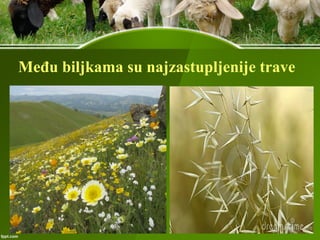 Među biljkama su najzastupljenije trave
 
