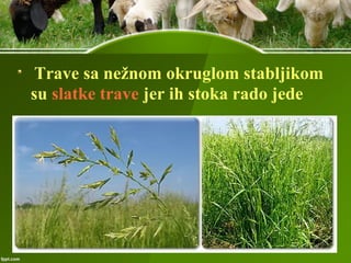 Trave sa nežnom okruglom stabljikom
su slatke trave jer ih stoka rado jede
 