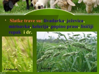 Slatke trave su: livadarka, ježevica,
mirisavka, kelerija, popino prase, lisičiji
repak i dr.
Livadarka Ježevica
 