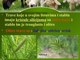 Trave koje u svojim listovima i stablu
imaju kristale silicijuma su oštre trave i
stablo im je trouglasto i oštro
Oštre trave su : šaš, sita, oštrica, ovisk
Šaš
Oštrica
 