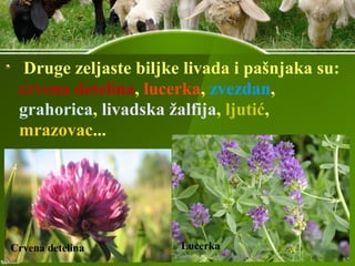 Druge zeljaste biljke livada i pašnjaka su:
crvena detelina, lucerka, zvezdan,
grahorica, livadska žalfija, ljutić,
mrazovac...
Crvena detelina Lucerka
 