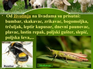Od životinja na livadama su prisutni:
bumbar, skakavac, zrikavac, bogomoljka,
trčuljak, leptir kupusar, dnevni paunovac,
plavac, lastin repak, poljski gušter, slepić,
poljska ševa,...
Bumbar Skakavac
 