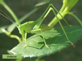 Zrikavac
 