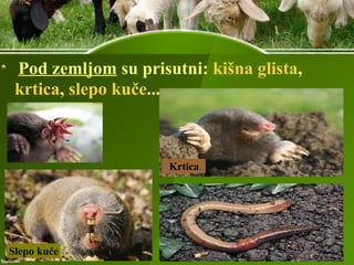 Pod zemljom su prisutni: kišna glista,
krtica, slepo kuče...
Krtica
Slepo kuče
 