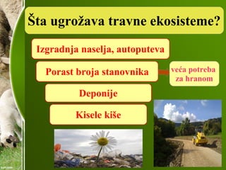 Šta ugrožava travne ekosisteme?
Izgradnja naselja, autoputeva
Porast broja stanovnika veća potreba
za hranom
Deponije
Kisele kiše
 