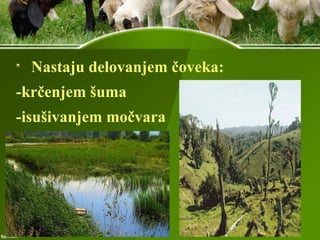 Nastaju delovanjem čoveka:
-krčenjem šuma
-isušivanjem močvara
 