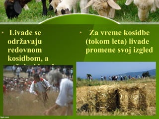 Livade se
održavaju
redovnom
kosidbom, a
pašnjaci ispašom
Za vreme kosidbe
(tokom leta) livade
promene svoj izgled
 