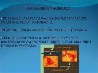 BAKTERIJSKA VAGINOZA POREMEĆAJ U SASTAVU VAGINALNE FLORE U PRAVCU SMANJENJA BROJA LAKTOBACILA POVEĆANJE BROJA ANAEROBNIH BAKTERIJSKIH VRSTA EKOLOGIJA VAGINALNOG SISTEMA KOD ŽENA SA BAKTERIJSKOM VAGINOZOM SE MIJENJA TE SU SKLONIJE I DRUGIM INFEKCIJAMA 