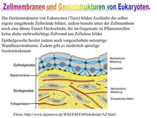 Die Gerüststrukturen von Eukaryoten (Tiere) bilden Ausläufer die selber
eigene umgebende Zellwände bilden, zudem besteht unter der Zellmembran
noch eine dünne Einzel-Deckschicht, die im Gegensatz zu Pflanzenzellen
keine dicke mehrschichtige Zellwand aus Zellulose bildet.
Epithelgewebe besitzt zudem noch vorgeschaltete netzartige
Wandfaserstrukturen. Zudem gibt es zusätzlich spiralige
Gerüststrukturen
Elmis: http://www.drjastrow.de/WAI/EM/EMVokabular/AZ.html
 