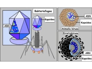 Bakteriofagoa Kapsidea ADN ADN Kapsidea Animalia birusa Erretrobirusa ARN Kapsidea 