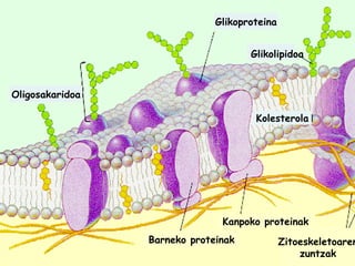 Barneko proteinak Kanpoko proteinak Zitoeskeletoaren zuntzak Glikolipidoa Glikoproteina Oligosakaridoa Kolesterola 