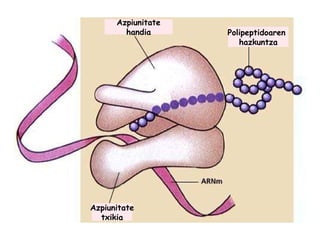 Polipeptidoaren  hazkuntza Azpiunitate handia Azpiunitate txikia 